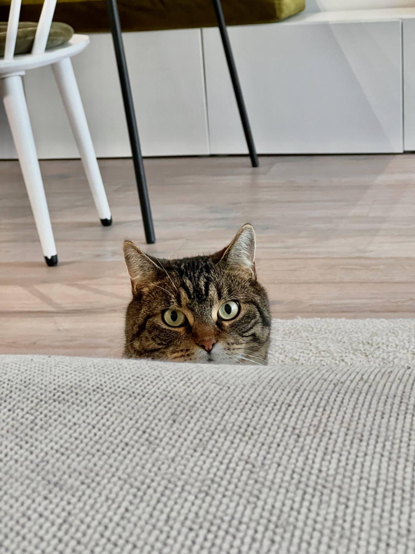 Oscar de kat